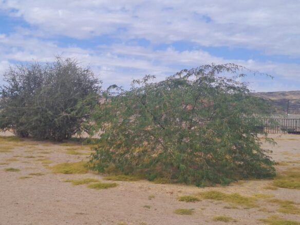 Agricultural land 10,000 sqm Huda Alsham 1