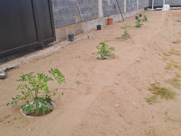 Agricultural land 10,000 sqm Huda Alsham 1