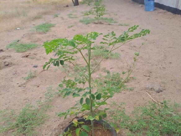 Agricultural land 10,000 sqm Huda Alsham 1